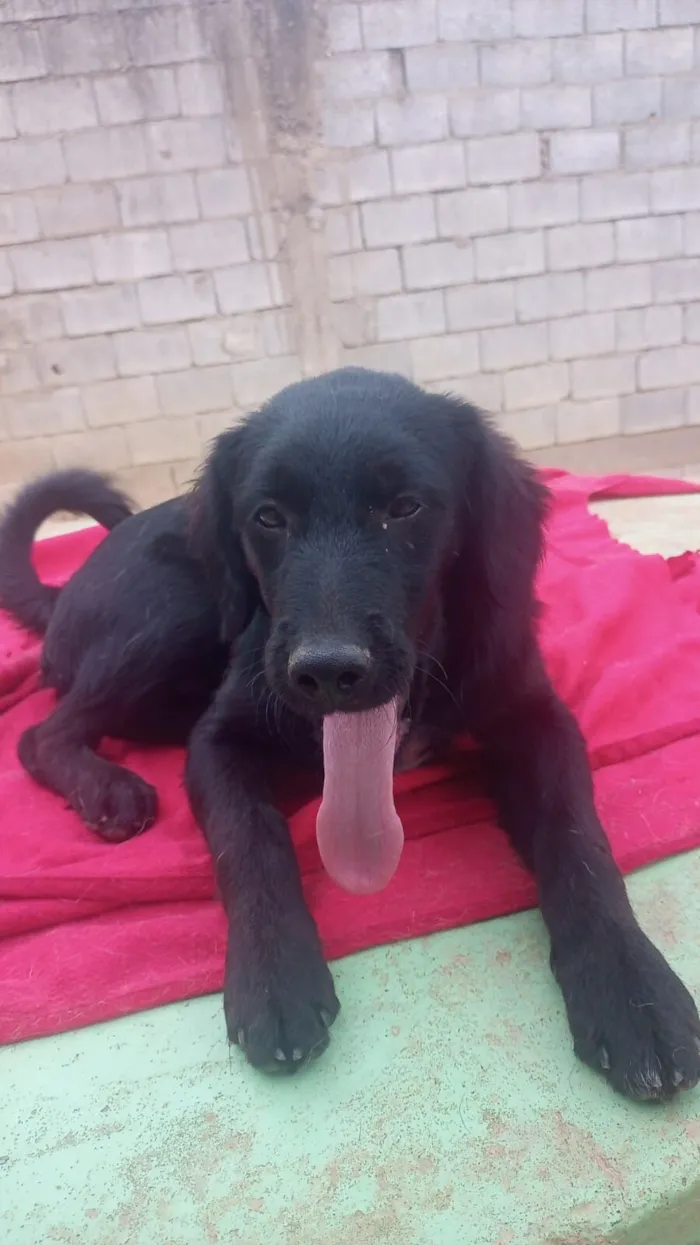 Cachorro raça SRD-ViraLata idade 7 a 11 meses nome Onix