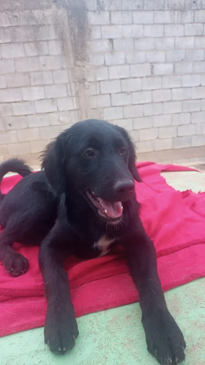 Cachorro raça SRD-ViraLata idade 7 a 11 meses nome Onix