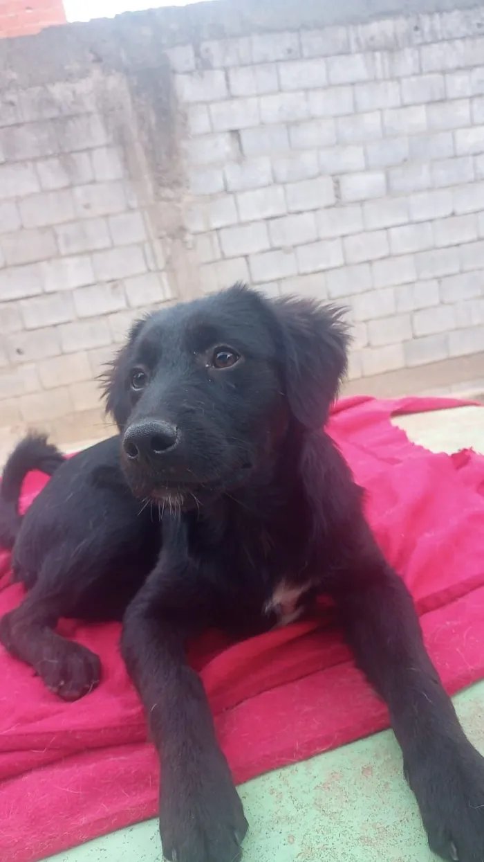 Cachorro raça SRD-ViraLata idade 7 a 11 meses nome Onix