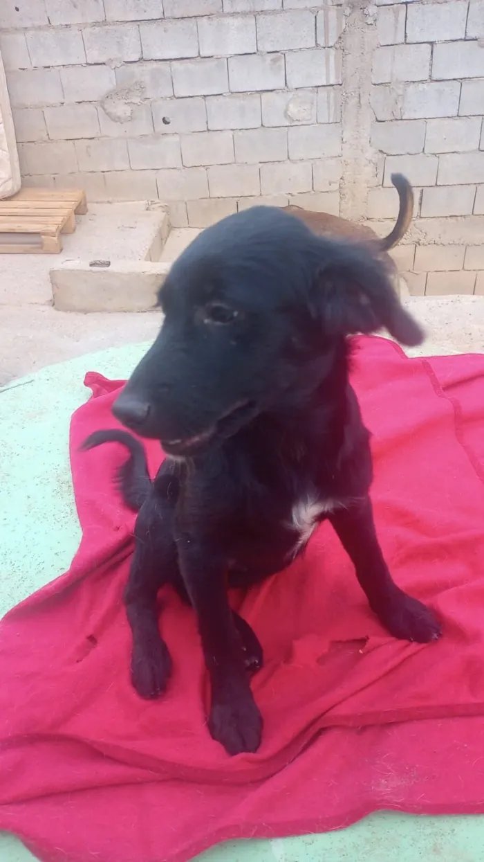 Cachorro raça SRD-ViraLata idade 7 a 11 meses nome Onix