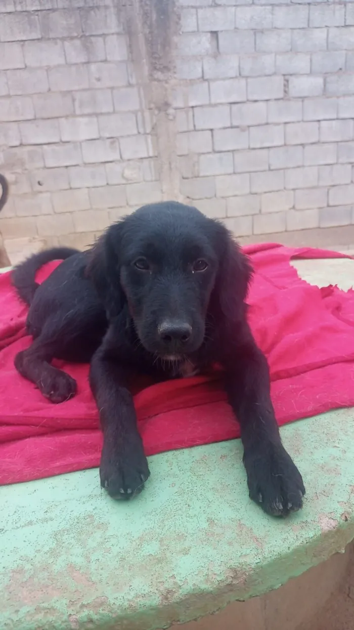 Cachorro raça SRD-ViraLata idade 7 a 11 meses nome Onix