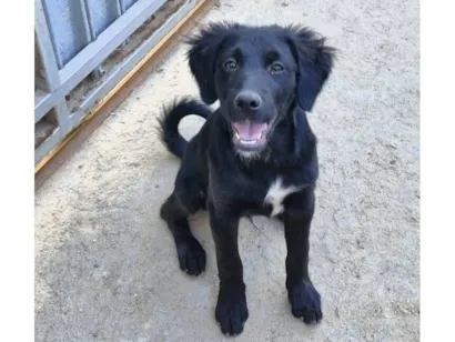 Cachorro raça SRD-ViraLata idade 7 a 11 meses nome Onix