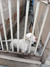 Cachorro raça Pit-Bull idade 5 anos nome Bradok