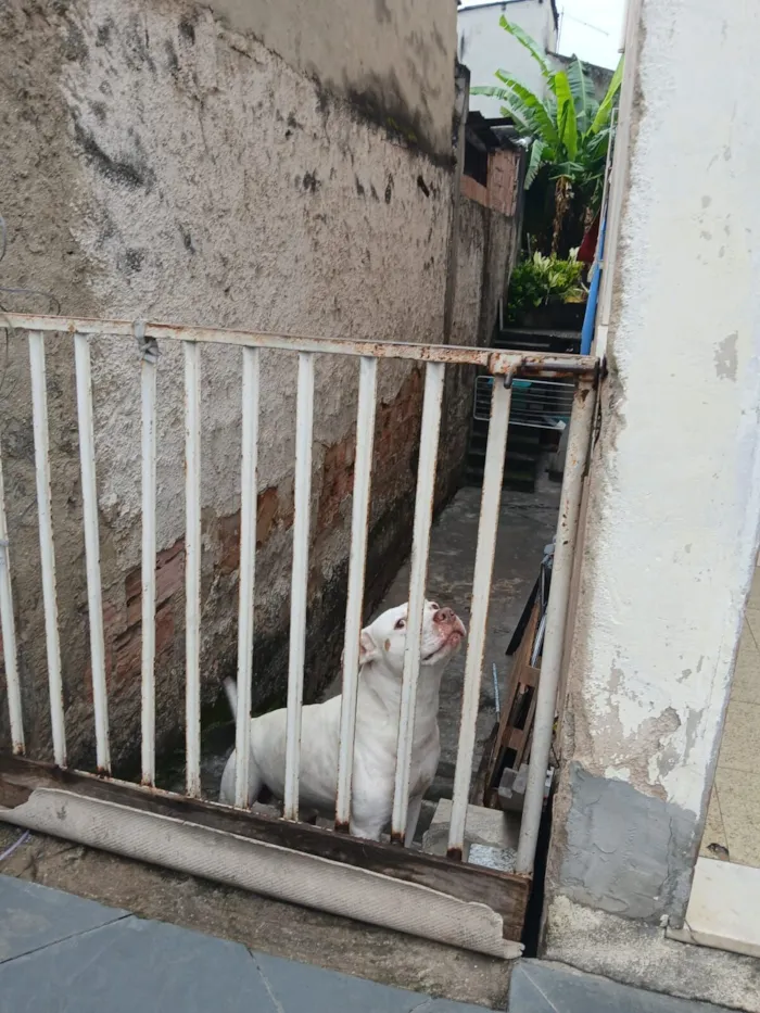 Cachorro raça Pit-Bull idade 5 anos nome Bradok