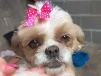 Cachorro raça Shitzu idade 6 ou mais anos nome Babi