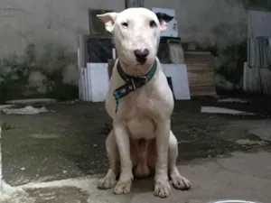 Cachorro raça SRD-ViraLata idade 5 anos nome Loko (bull terrier )