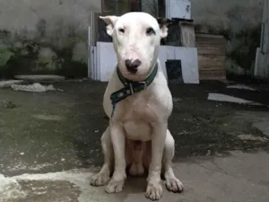 Loko ( bull terrier)