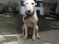 Cachorro raça SRD-ViraLata idade 5 anos nome Loko ( bull terrier)