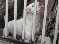 Cachorro raça Pit-Bull idade 5 anos nome Bradok