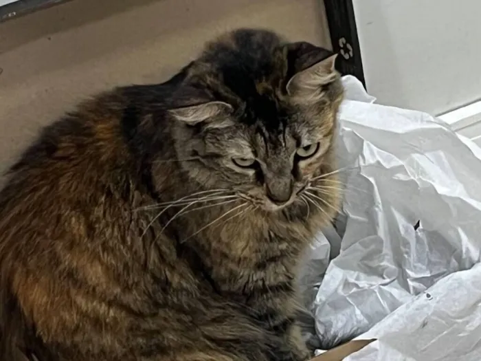 Gato raça SRD-ViraLata idade 4 anos nome Muana 