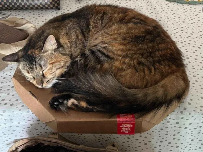 Gato raça SRD-ViraLata idade 4 anos nome Muana 