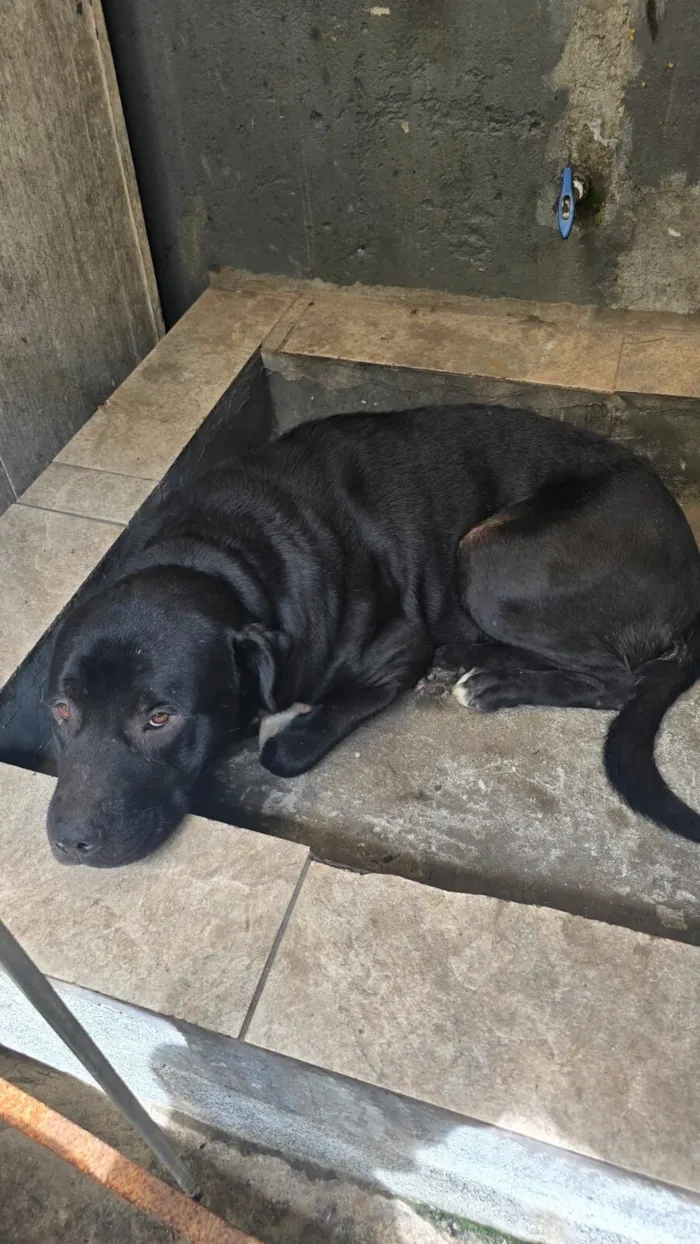 Cachorro raça Rottweiler idade 3 anos nome zeus