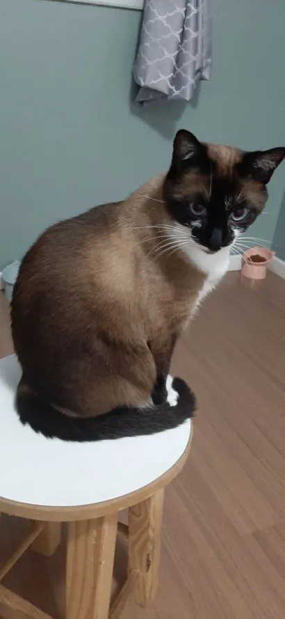 Gato raça Siamês idade 2 anos nome Valentina Isabelle y Verónica Sofia 