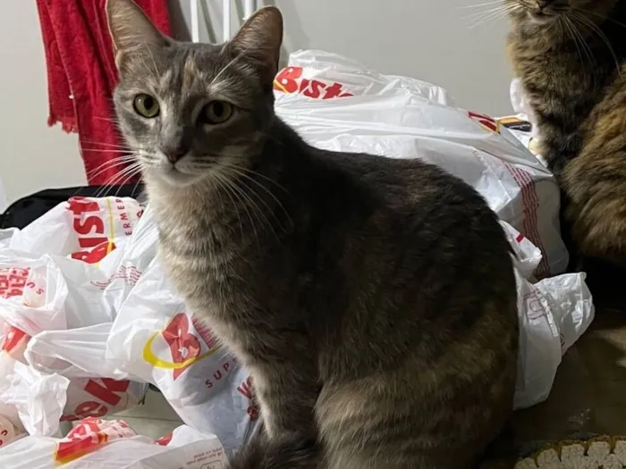 Gato raça SRD-ViraLata idade 4 anos nome Belinha 