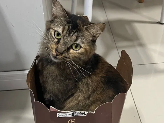 Gato raça SRD-ViraLata idade 4 anos nome Muana 