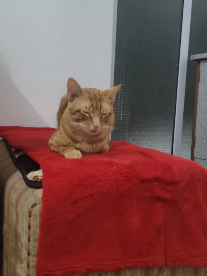 Gato raça SRD-ViraLata idade 7 a 11 meses nome Ronny