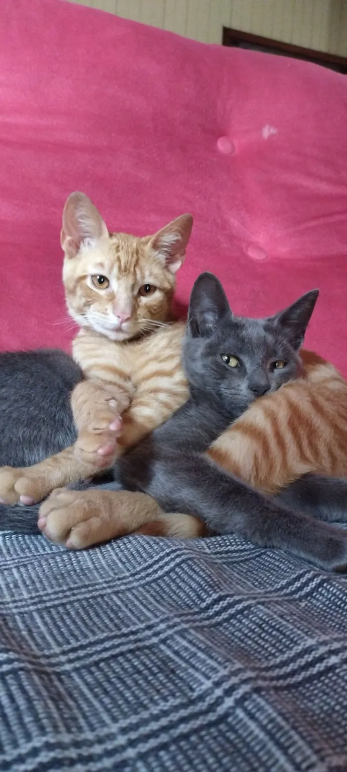 Gato raça SRD-ViraLata idade 7 a 11 meses nome Ronny