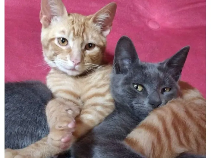 Gato raça SRD-ViraLata idade 7 a 11 meses nome Ronny