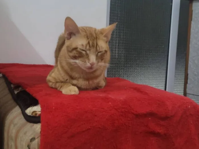 Gato raça SRD-ViraLata idade 7 a 11 meses nome Ronny