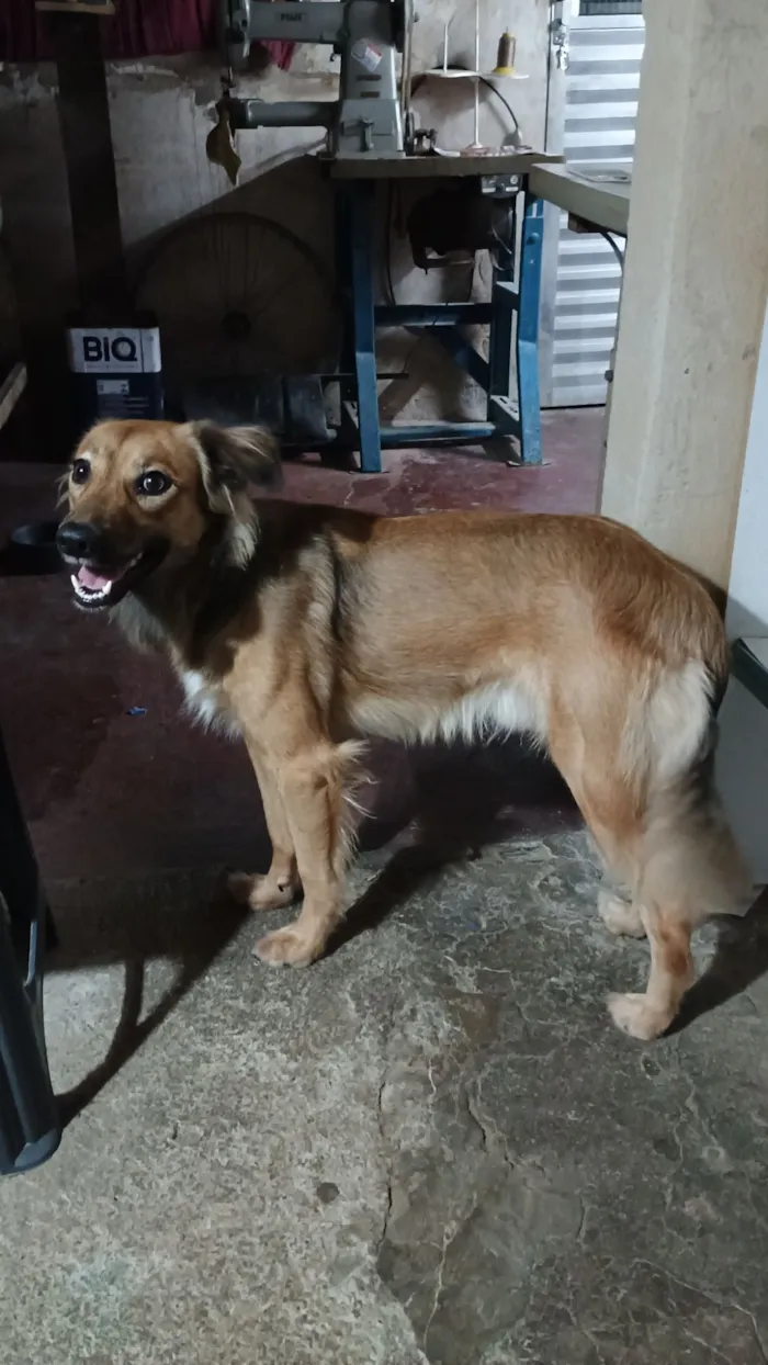 Cachorro raça SRD-ViraLata idade 1 ano nome Dudu