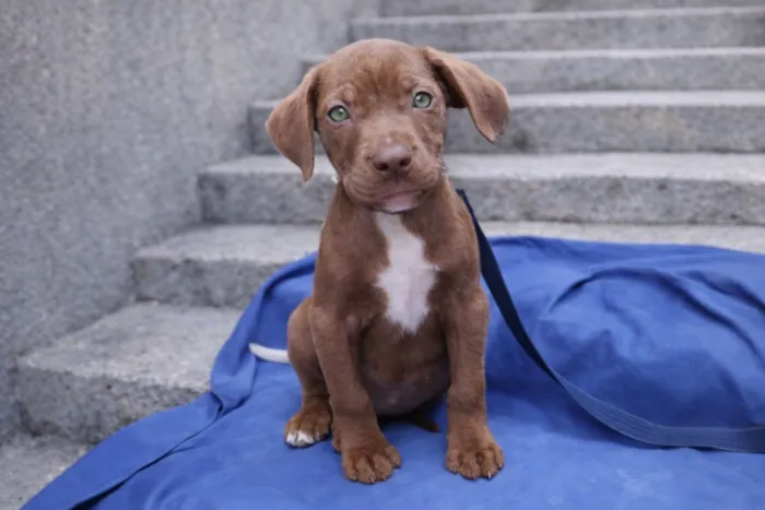 Cachorro raça SRD-ViraLata idade 2 a 6 meses nome Hermes