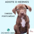 Cachorro raça SRD-ViraLata idade 2 a 6 meses nome Hermes