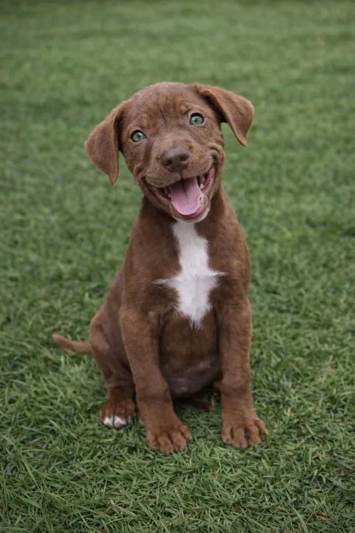 Cachorro raça SRD-ViraLata idade 2 a 6 meses nome Hermes