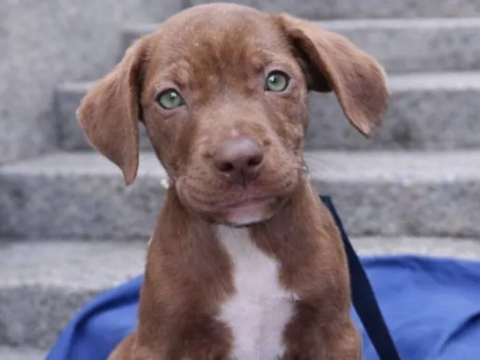 Cachorro raça SRD-ViraLata idade 2 a 6 meses nome Hermes