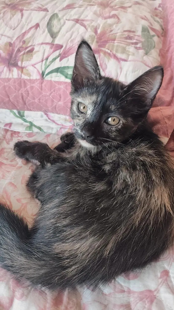 Gato raça SRD-ViraLata idade 2 a 6 meses nome Bubu