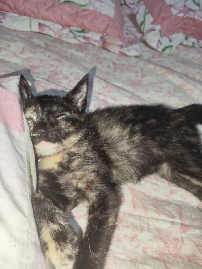 Gato raça SRD-ViraLata idade 2 a 6 meses nome Bubu