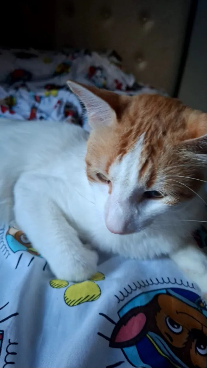 Gato raça SRD-ViraLata idade 1 ano nome Valdez 