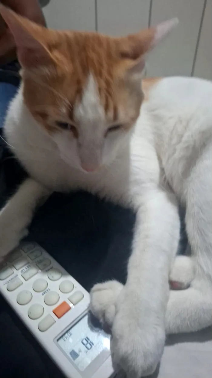 Gato raça SRD-ViraLata idade 1 ano nome Valdez 