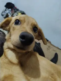 Cachorro raça SRD-ViraLata idade 1 ano nome Pandora