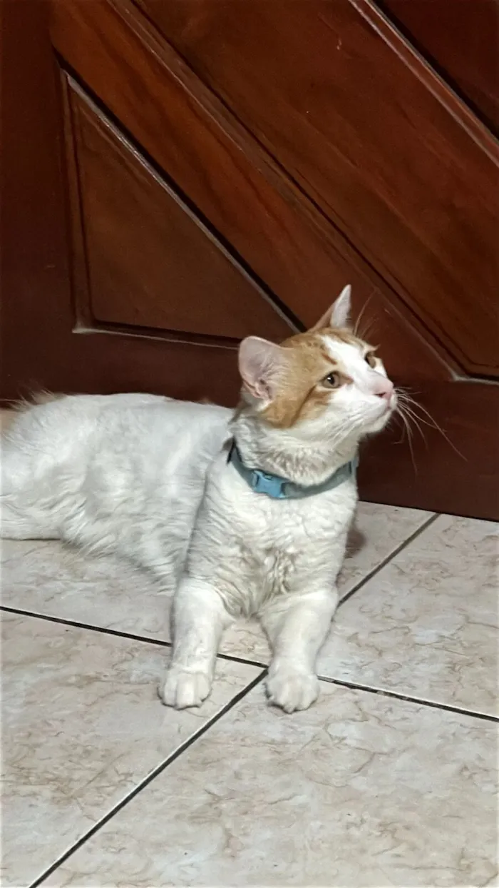 Gato raça SRD-ViraLata idade 1 ano nome Valdez 