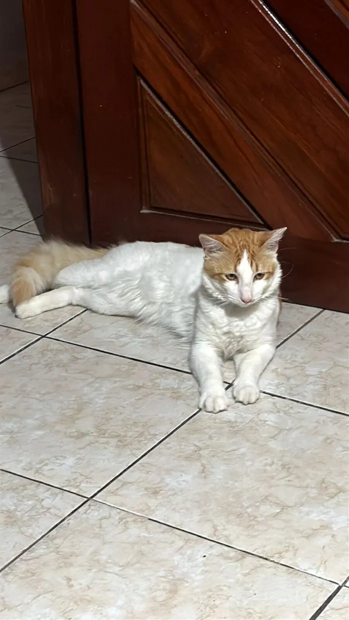 Gato raça SRD-ViraLata idade 1 ano nome Valdez 