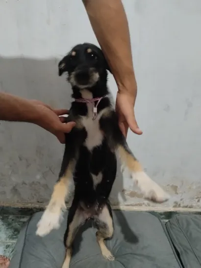 Cachorro raça SRD-ViraLata idade 3 anos nome paçoca 