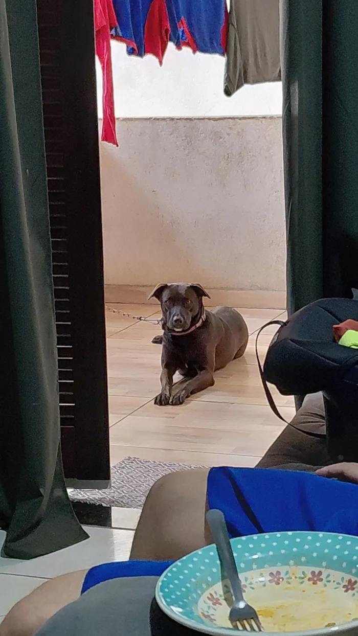 Cachorro raça SRD-ViraLata idade 2 anos nome Luna