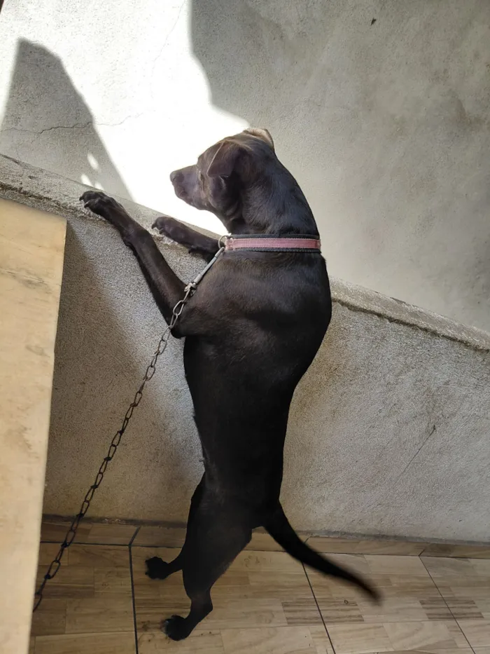 Cachorro raça SRD-ViraLata idade 2 anos nome Luna