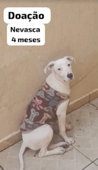 Cachorro raça SRD-ViraLata idade 2 a 6 meses nome Nevasca