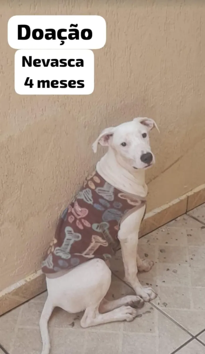 Cachorro raça SRD-ViraLata idade 2 a 6 meses nome Nevasca