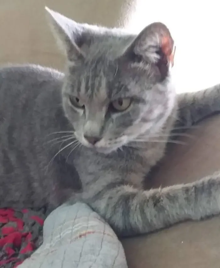 Gato raça SRD-ViraLata idade 4 anos nome Cinzinha