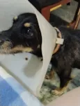 Cachorro raça SRD-ViraLata idade 3 anos nome paçoca 