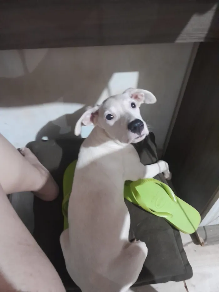 Cachorro raça SRD-ViraLata idade 2 a 6 meses nome Nevasca