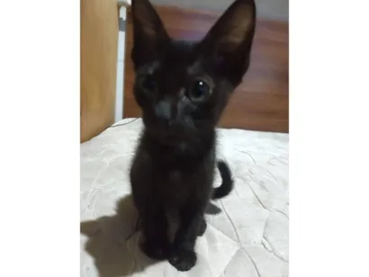 Gato raça SRD-ViraLata idade Abaixo de 2 meses nome Será nomeado pelo adotante.