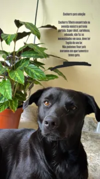 Cachorro raça SRD-ViraLata idade 7 a 11 meses nome Sirius 