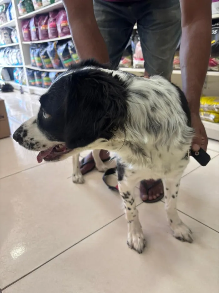 Cachorro raça SRD-ViraLata idade 2 anos nome Pandora 