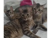 Gato raça SRD-ViraLata idade 1 ano nome Nina