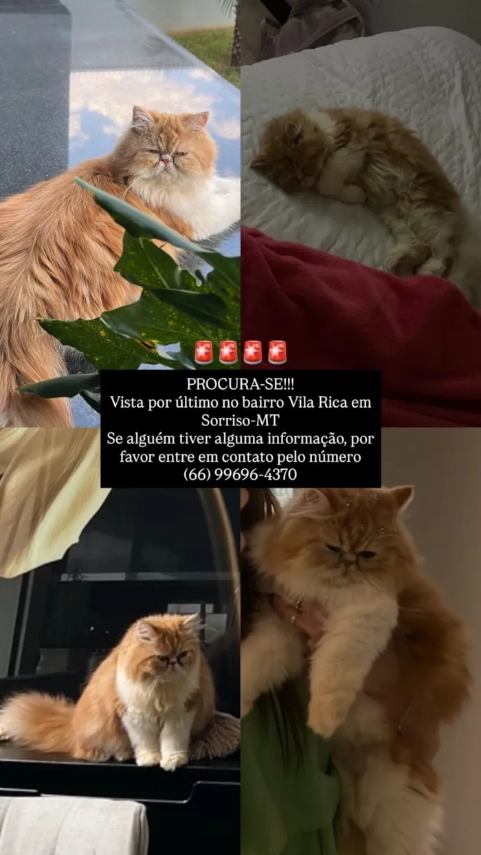 Gato raça Persa idade 3 anos nome . 