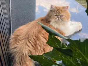 Gato raça Persa idade 3 anos nome Mel