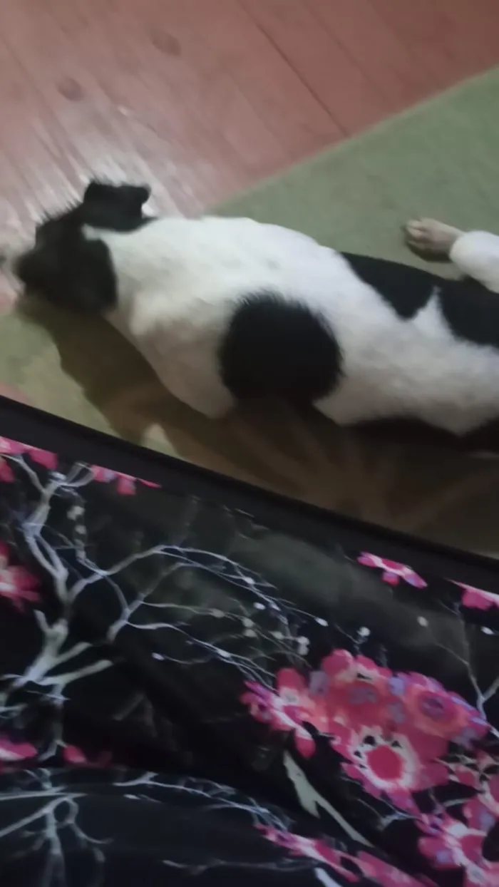 Cachorro raça SRD-ViraLata idade 2 a 6 meses nome Grão de bico 